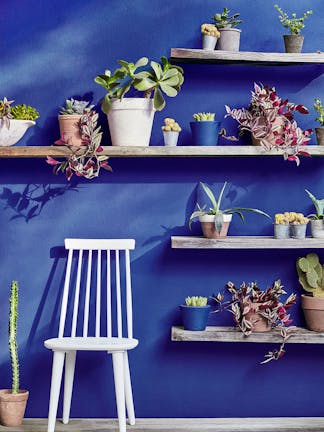 Royal blue exterior wall painted in 'Smalt' with four wooden shelves holding a variety of plants alongside a grey chair.