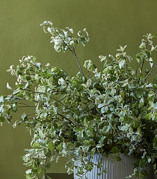 Close-up of a vibrant green (Citrine) wall behind a plant, with a blue and white lampshade beside it and a white front door.