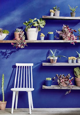 Royal blue exterior wall painted in 'Smalt' with four wooden shelves holding a variety of plants alongside a grey chair.