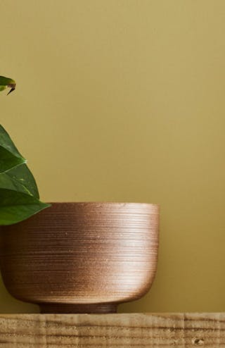 A shelf topped with a plant, frame and ornament hung on Sunlight yellow wall.