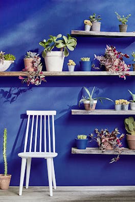 Royal blue exterior wall painted in 'Smalt' with four wooden shelves holding a variety of plants alongside a grey chair.