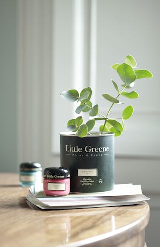 Close-up of a green house plant growing in a Little Greene paint tin.