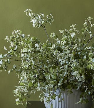 Close-up of a vibrant green (Citrine) wall behind a plant, with a blue and white lampshade beside it and a white front door.