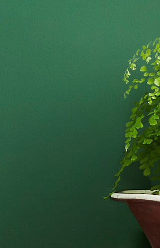 Close-up of a dark green wall painted in 'Dark Brunswick' with a plant in a brown pot in the foreground to the right.