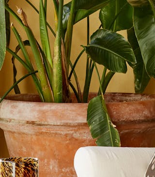 Outside sitting area with a cream armchair, wooden table and plants next to a wall painted in warm yellow shade 'Light Gold'.